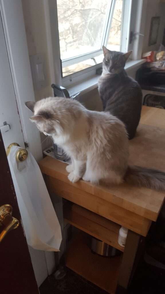 Two cats looking out the window